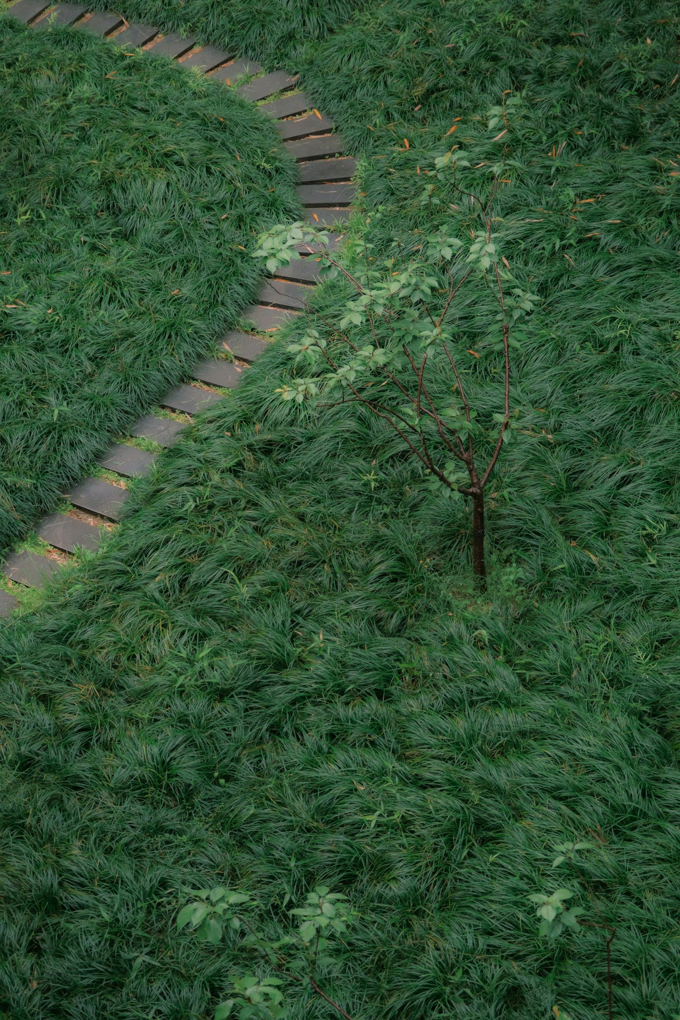Curving stone path through lush green grass